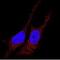 Microtubule Associated Protein 1 Light Chain 3 Beta antibody, NB600-1384, Novus Biologicals, Immunocytochemistry image 