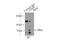 Tropomyosin 3 antibody, 10737-1-AP, Proteintech Group, Immunoprecipitation image 