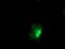 STN1 Subunit Of CST Complex antibody, MA5-25628, Invitrogen Antibodies, Immunocytochemistry image 