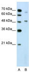 DAX1 antibody, TA338375, Origene, Western Blot image 