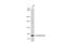 EMCN antibody, GTX101871, GeneTex, Western Blot image 