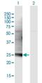 Complement C1q Like 3 antibody, H00389941-B01P-50ug, Novus Biologicals, Western Blot image 