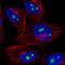 NOC3 Like DNA Replication Regulator antibody, HPA067638, Atlas Antibodies, Immunocytochemistry image 