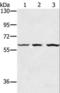 Oxidative Stress Responsive Kinase 1 antibody, LS-C405225, Lifespan Biosciences, Western Blot image 