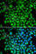 Complement factor I antibody, A5623, ABclonal Technology, Immunofluorescence image 