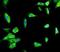 CD53 Molecule antibody, orb156312, Biorbyt, Immunofluorescence image 