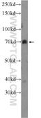 Fermitin family homolog 1 antibody, 22215-1-AP, Proteintech Group, Western Blot image 