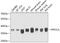 Protein Phosphatase 2 Catalytic Subunit Alpha antibody, 22-419, ProSci, Western Blot image 