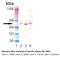 Heat Shock Protein Family A (Hsp70) Member 8 antibody, LS-C63257, Lifespan Biosciences, Western Blot image 