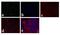 Gap Junction Protein Beta 2 antibody, 51-2800, Invitrogen Antibodies, Immunofluorescence image 