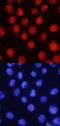 LMO2 antibody, AF2726, R&D Systems, Western Blot image 