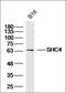 SHC-transforming protein 4 antibody, orb317864, Biorbyt, Western Blot image 