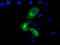 Phosphodiesterase 4A antibody, LS-C115230, Lifespan Biosciences, Immunofluorescence image 