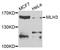 DNA mismatch repair protein Mlh3 antibody, STJ110106, St John