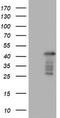 Paired Related Homeobox 1 antibody, CF803013, Origene, Western Blot image 