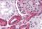 Zinc finger protein 521 antibody, orb89911, Biorbyt, Immunohistochemistry paraffin image 