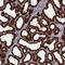 CSNK antibody, HPA035953, Atlas Antibodies, Immunohistochemistry frozen image 