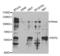 Peptidase D antibody, LS-C334052, Lifespan Biosciences, Western Blot image 