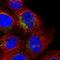 Ring Finger Protein 144A antibody, HPA049939, Atlas Antibodies, Immunofluorescence image 
