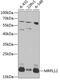 Mitochondrial Ribosomal Protein L12 antibody, 23-507, ProSci, Western Blot image 