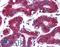Programmed Cell Death 4 antibody, LS-B1388, Lifespan Biosciences, Immunohistochemistry frozen image 