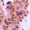 Mitogen-Activated Protein Kinase Kinase 4 antibody, LS-C352839, Lifespan Biosciences, Immunohistochemistry paraffin image 