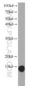 Galectin 1 antibody, 60223-1-Ig, Proteintech Group, Western Blot image 