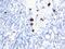 Myeloid-associated differentiation marker antibody, 34-008, ProSci, Immunofluorescence image 