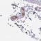 Heparin cofactor 2 antibody, HPA055767, Atlas Antibodies, Immunohistochemistry frozen image 