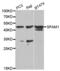 Sperm Adhesion Molecule 1 antibody, PA5-76062, Invitrogen Antibodies, Western Blot image 