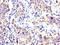 Ubiquitin Specific Peptidase 48 antibody, orb415965, Biorbyt, Immunohistochemistry frozen image 