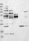Double-stranded RNA-binding protein Staufen homolog 2 antibody, TA590535, Origene, Western Blot image 