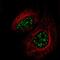 Serine/Arginine Repetitive Matrix 2 antibody, NBP2-55697, Novus Biologicals, Immunofluorescence image 
