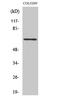 Tubulin Gamma Complex Associated Protein 4 antibody, A11058-1, Boster Biological Technology, Western Blot image 