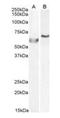 DNA polymerase lambda antibody, orb18585, Biorbyt, Western Blot image 