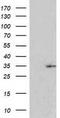 RAPL antibody, TA502508BM, Origene, Western Blot image 