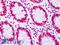p68 antibody, LS-B8719, Lifespan Biosciences, Immunohistochemistry frozen image 
