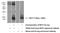 C-C Motif Chemokine Ligand 2 antibody, 25542-1-AP, Proteintech Group, Western Blot image 