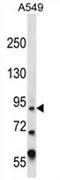Zinc Finger Protein Y-Linked antibody, AP54650PU-N, Origene, Western Blot image 