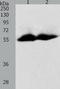Stromelysin-3 antibody, TA324103, Origene, Western Blot image 