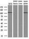 Actinin Alpha 1 antibody, M02635-1, Boster Biological Technology, Western Blot image 