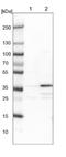 Zinc Finger Protein 609 antibody, NBP1-92634, Novus Biologicals, Western Blot image 