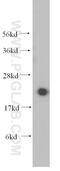 SUMO-conjugating enzyme UBC9 antibody, 10224-1-AP, Proteintech Group, Western Blot image 
