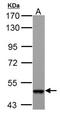 4-Aminobutyrate Aminotransferase antibody, NBP1-33066, Novus Biologicals, Western Blot image 