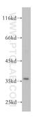 G Protein Subunit Beta 2 antibody, 16090-1-AP, Proteintech Group, Western Blot image 