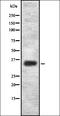 Olfactory Receptor Family 4 Subfamily D Member 2 antibody, orb336436, Biorbyt, Western Blot image 