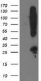 Synaptosome Associated Protein 25 antibody, TA502970, Origene, Western Blot image 