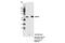 Ubiquilin 1 antibody, 14526S, Cell Signaling Technology, Immunoprecipitation image 