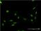 Fas-activated serine/threonine kinase antibody, MA5-21195, Invitrogen Antibodies, Immunofluorescence image 