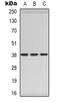 Cerberus 1, DAN Family BMP Antagonist antibody, orb339145, Biorbyt, Western Blot image 